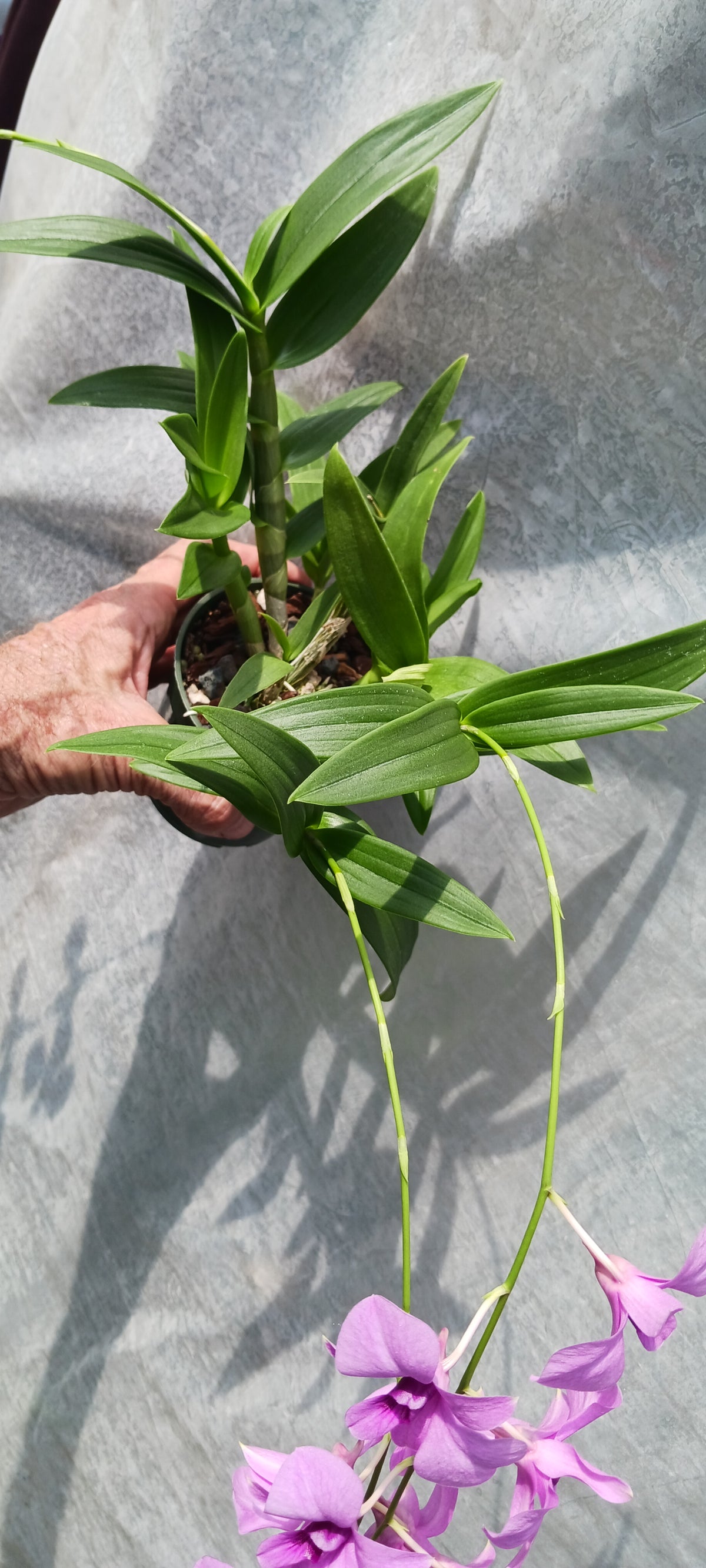 Orchid Dendrobium Zechia Lynn various sizes