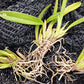 Orchids at Wholesale Walker Order Various Cattleya Alliance