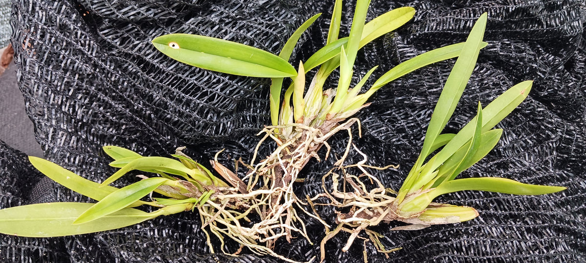 Orchids at Wholesale Walker Order Various Cattleya Alliance