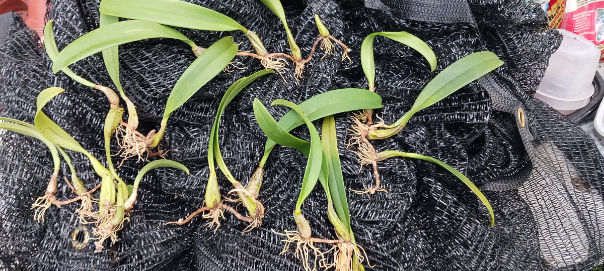 Orchids at Wholesale Walker Order Various Cattleya Alliance
