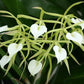 Orchid Fragrant Cattleya Brassavola cordata aka subufolia 4" Pot