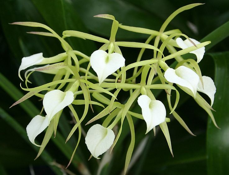 Orchid Fragrant Cattleya Brassavola cordata aka subufolia 4" Pot