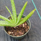 ALOE VERA BARBADENSIS MIRACLE PLANT tropical indoor outdoor 4" pot