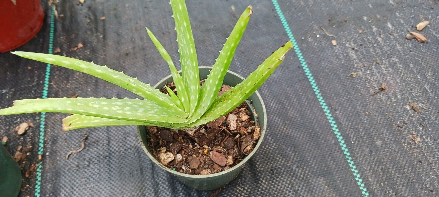 ALOE VERA BARBADENSIS MIRACLE PLANT tropical indoor outdoor 4" pot