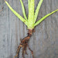 ALOE VERA BARBADENSIS MIRACLE PLANT tropical indoor outdoor 4" pot