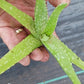 ALOE VERA BARBADENSIS MIRACLE PLANT tropical indoor outdoor 4" pot