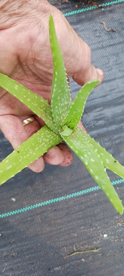 ALOE VERA BARBADENSIS MIRACLE PLANT tropical indoor outdoor 4" pot