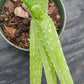 ALOE VERA BARBADENSIS MIRACLE PLANT tropical indoor outdoor 4" pot