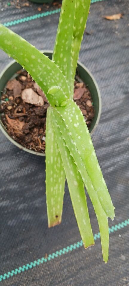 ALOE VERA BARBADENSIS MIRACLE PLANT tropical indoor outdoor 4" pot