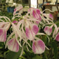 Orchid Cattleya Brassavola BC Morning Glory