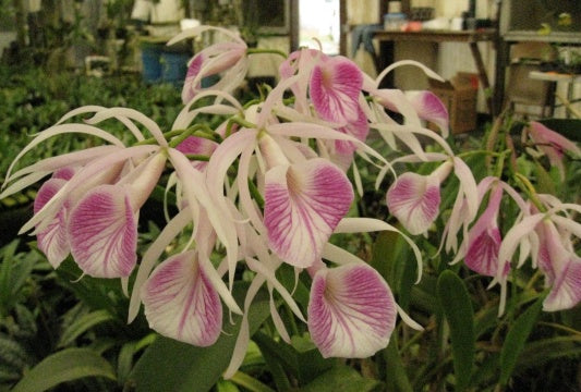 Orchid Cattleya Brassavola BC Morning Glory