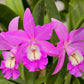 Orchid Cattleya Brassavola Laelia (C Mini Song x Bl Richard Mueller) x BC Little Mermaid