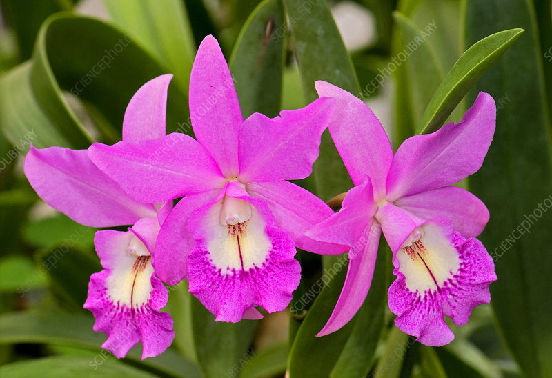 Orchid Cattleya Brassavola Laelia (C Mini Song x Bl Richard Mueller) x BC Little Mermaid