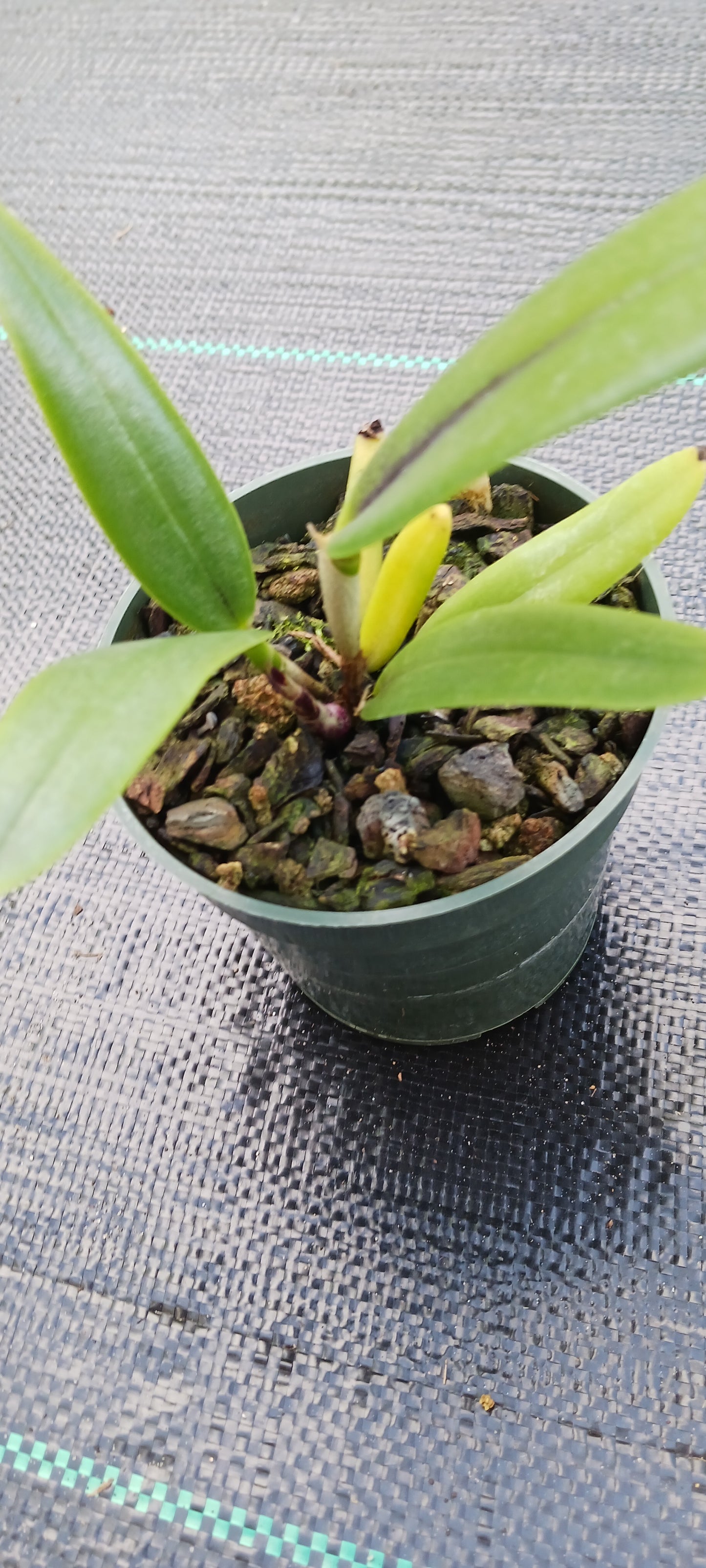 Orchid Cattleya Alliance Lost Tag Two bare root plants