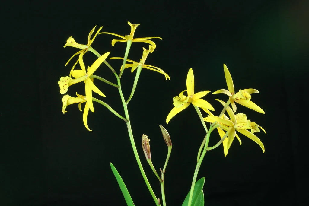 Orchid Cattleya Brassavola C. Orpeti x (C. Mini Song x Bl. Richard Mueller) in 2"pot