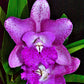 Cattleya Bct SunCoast Pink Mermaid in 4 inch pot