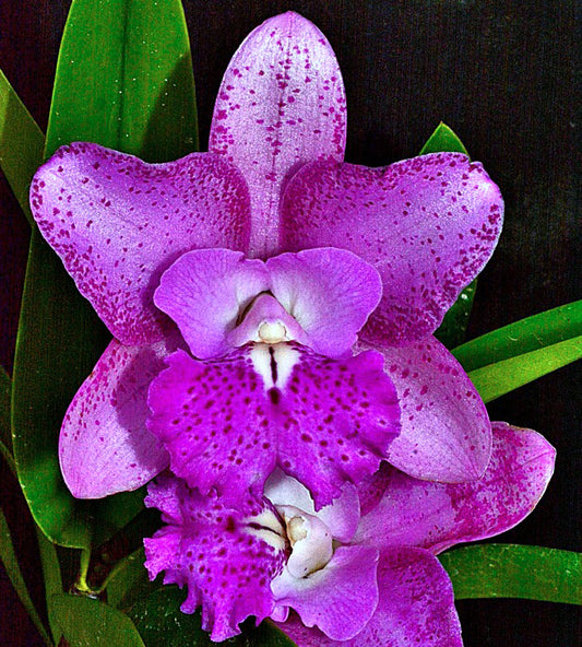 Cattleya Bct SunCoast Pink Mermaid in 4 inch pot