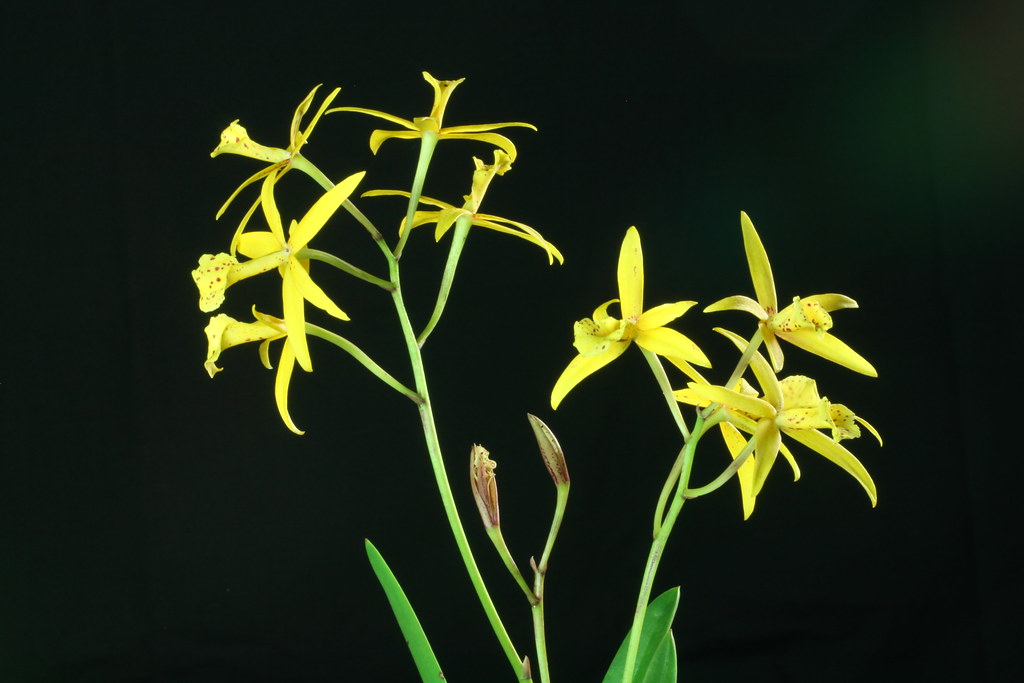 Orchid Cattleya Brassavola Laelia (C Mini Song x Bl Richard Mueller) x BC Little Mermaid