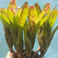 Bromeliad 4 pack of mixed types of Bromeliad
