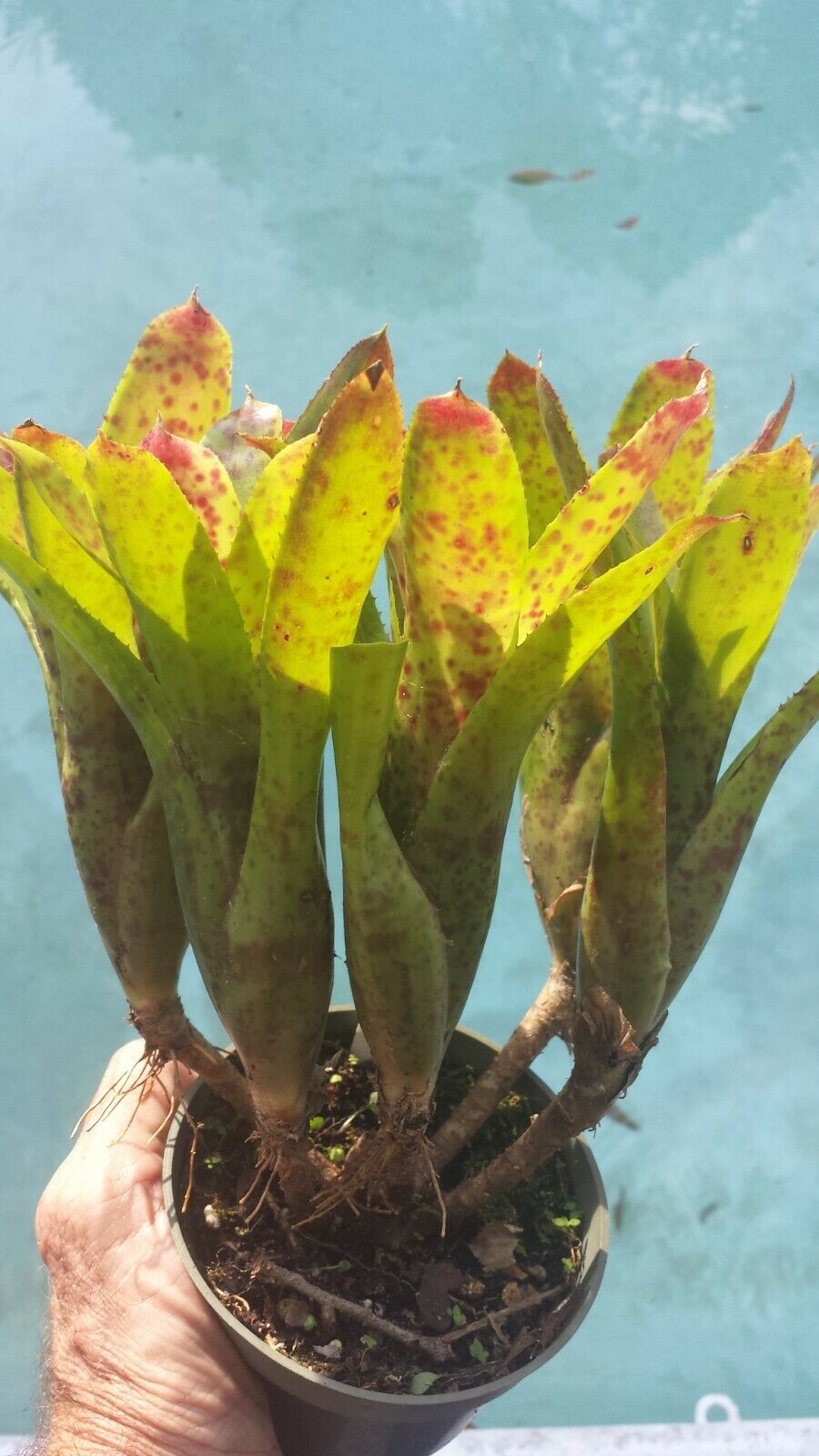 Bromeliad 4 pack of mixed types of Bromeliad