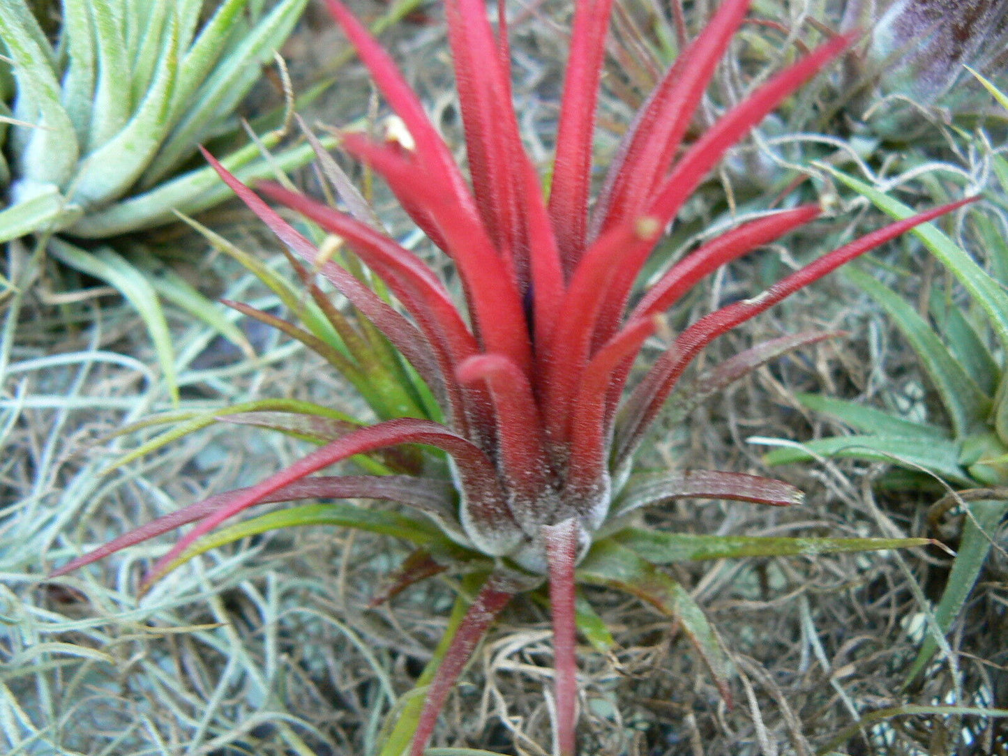 Tillandsia 10 pack of mixed types Bromeliad