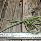 Bromeliad Tillandsia Duratii Fragrant Curly Air Plant med size