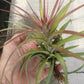 Tillandsia 10 pack of mixed types Bromeliad