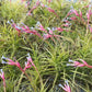 Tillandsia 10 pack of mixed types Bromeliad