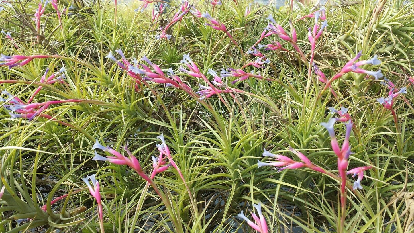 Tillandsia 10 pack of mixed types Bromeliad