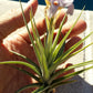 Tillandsia 10 pack of mixed types Bromeliad