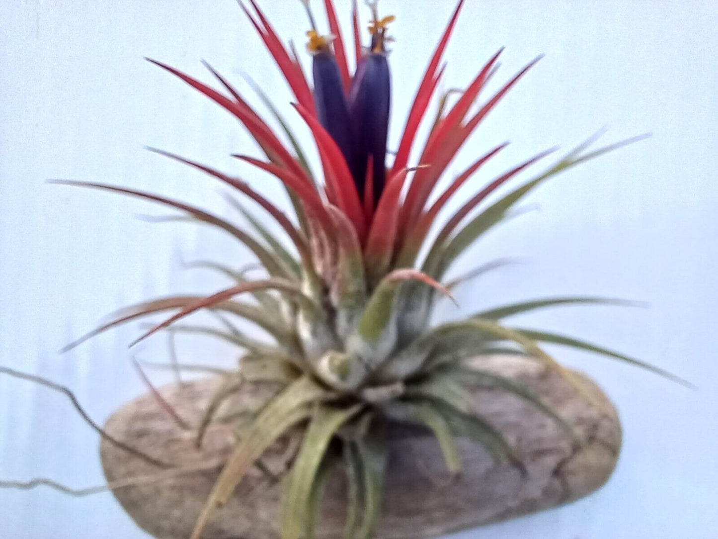 Bromeliad Tillandsia mounted on Driftwood for in terrarium Tropical Air Plant