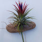 Bromeliad Tillandsia mounted on Driftwood for in terrarium Tropical Air Plant