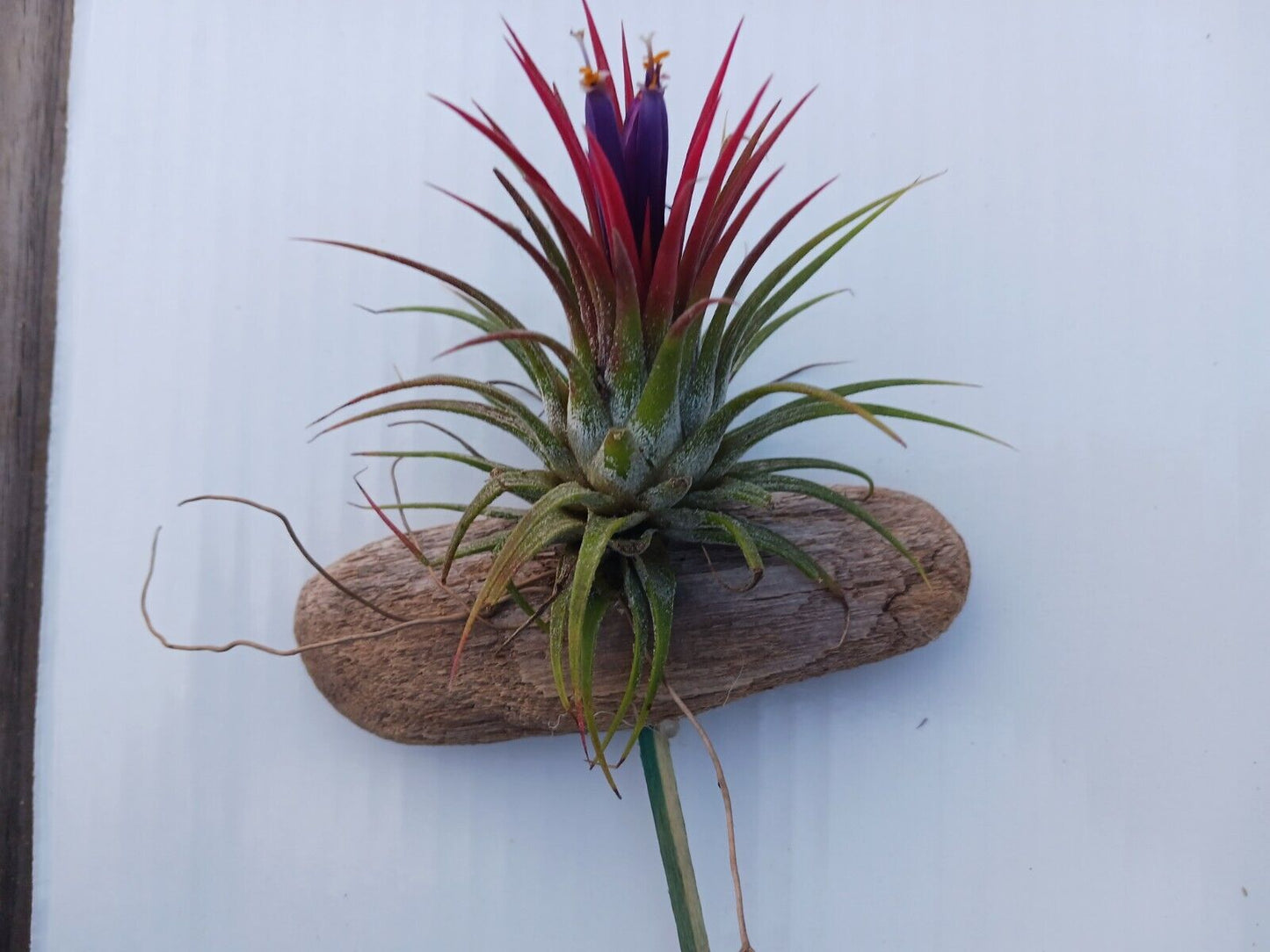 Bromeliad Tillandsia mounted on Driftwood for in terrarium Tropical Air Plant