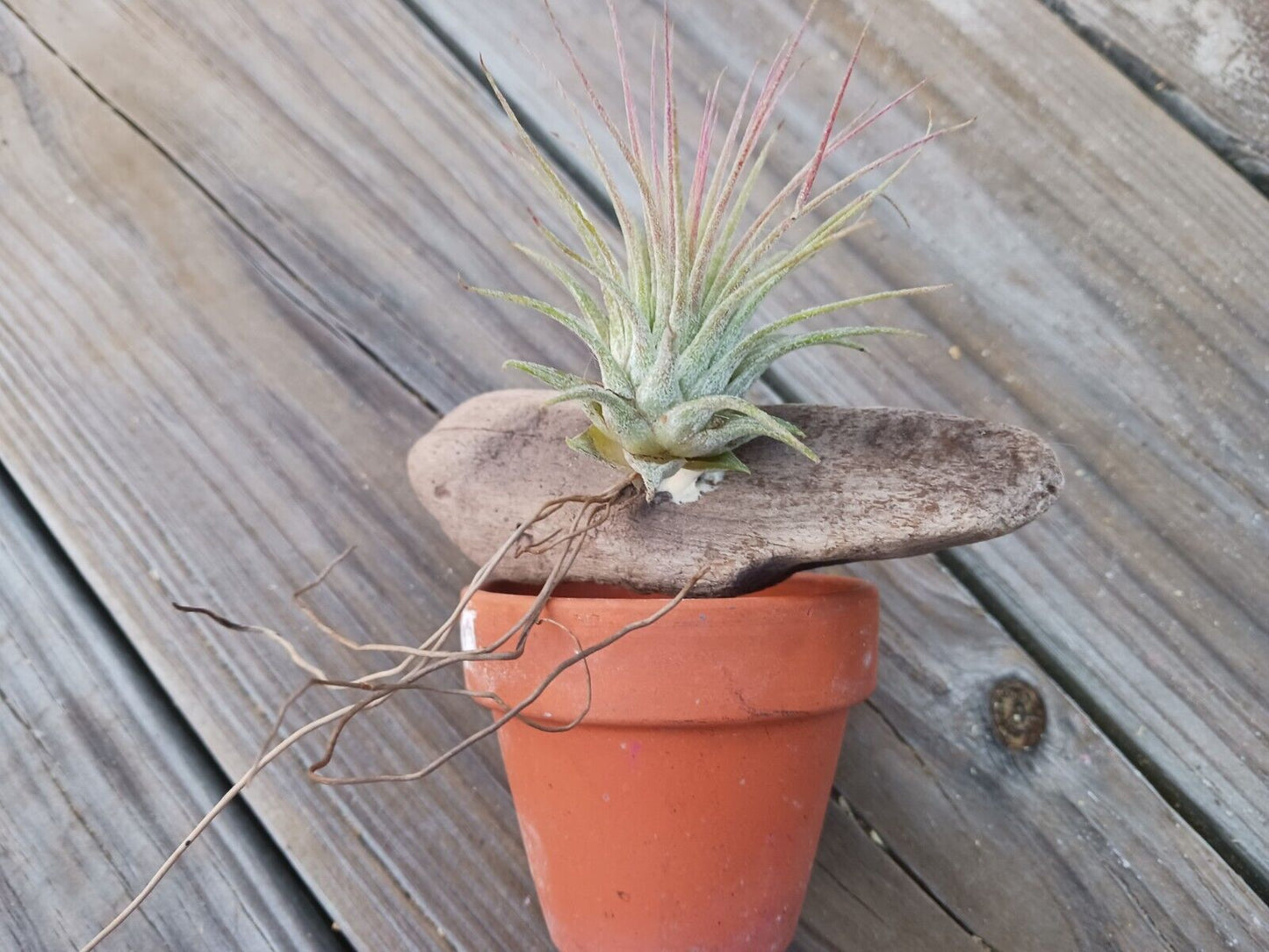 Bromeliad Tillandsia mounted on Driftwood placed in pot Tropical Air Plant