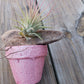 Bromeliad Tillandsia mounted on Driftwood placed in pot Tropical Air Plant