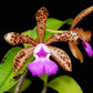 Orchid Cattleya Rcv Jimminey Cricket x C Landate 4 inch pots