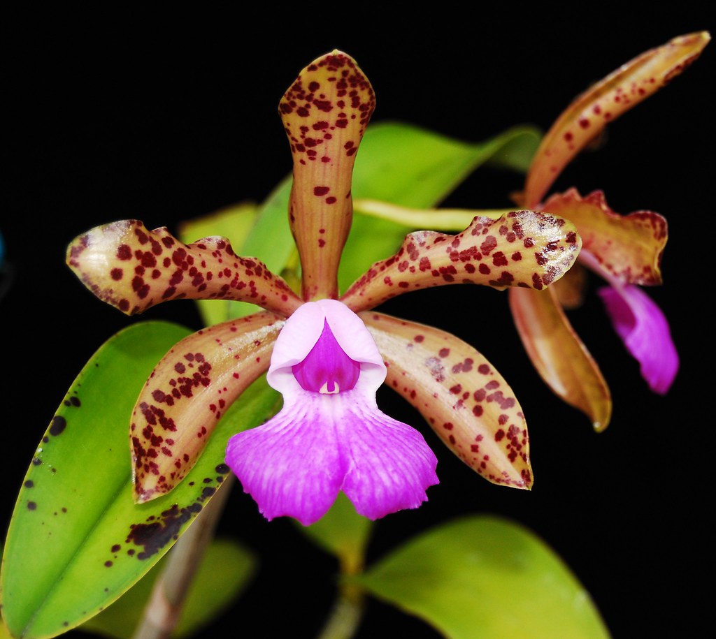 Orchid Cattleya Rcv Jimminey Cricket x C Landate 4 inch pots