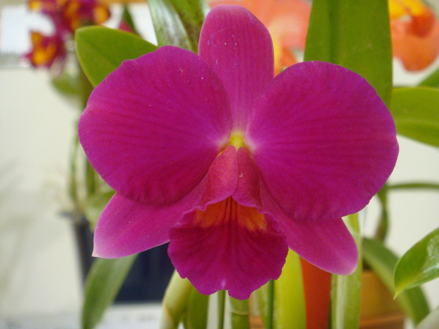 Orchid Cattleya Brassavola C. Orpeti x (C. Mini Song x Bl. Richard Mueller) in 2"pot