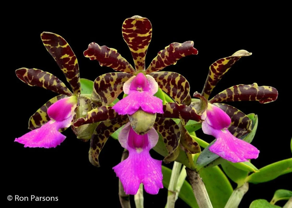 Orchid Cattleya Rth Cherry Suisse x C aclandiae x R digbyanna