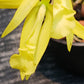 Cattleya Brassavola C Gold Star x B nodosa