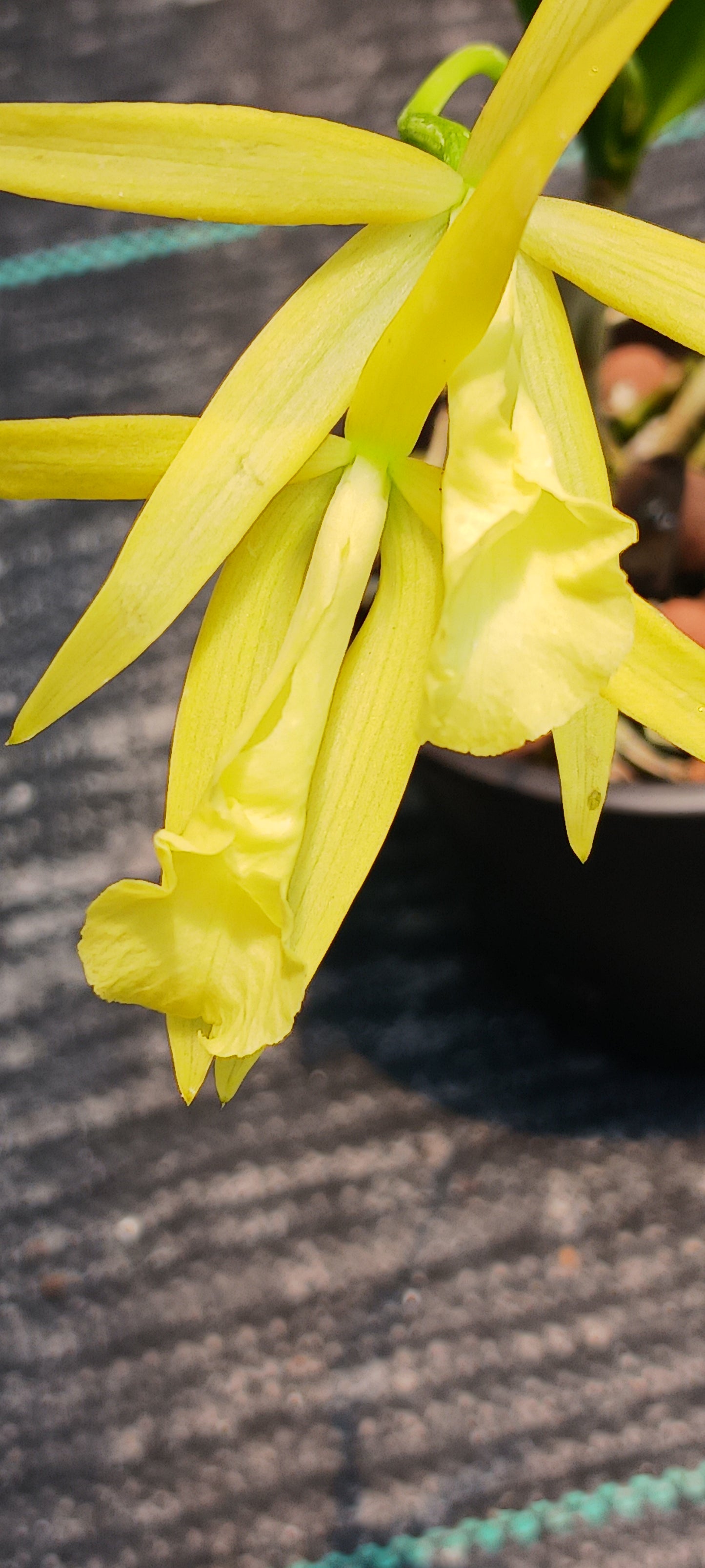 Cattleya Brassavola C Gold Star x B nodosa