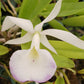 Cattleya Orpetii x B nodosa