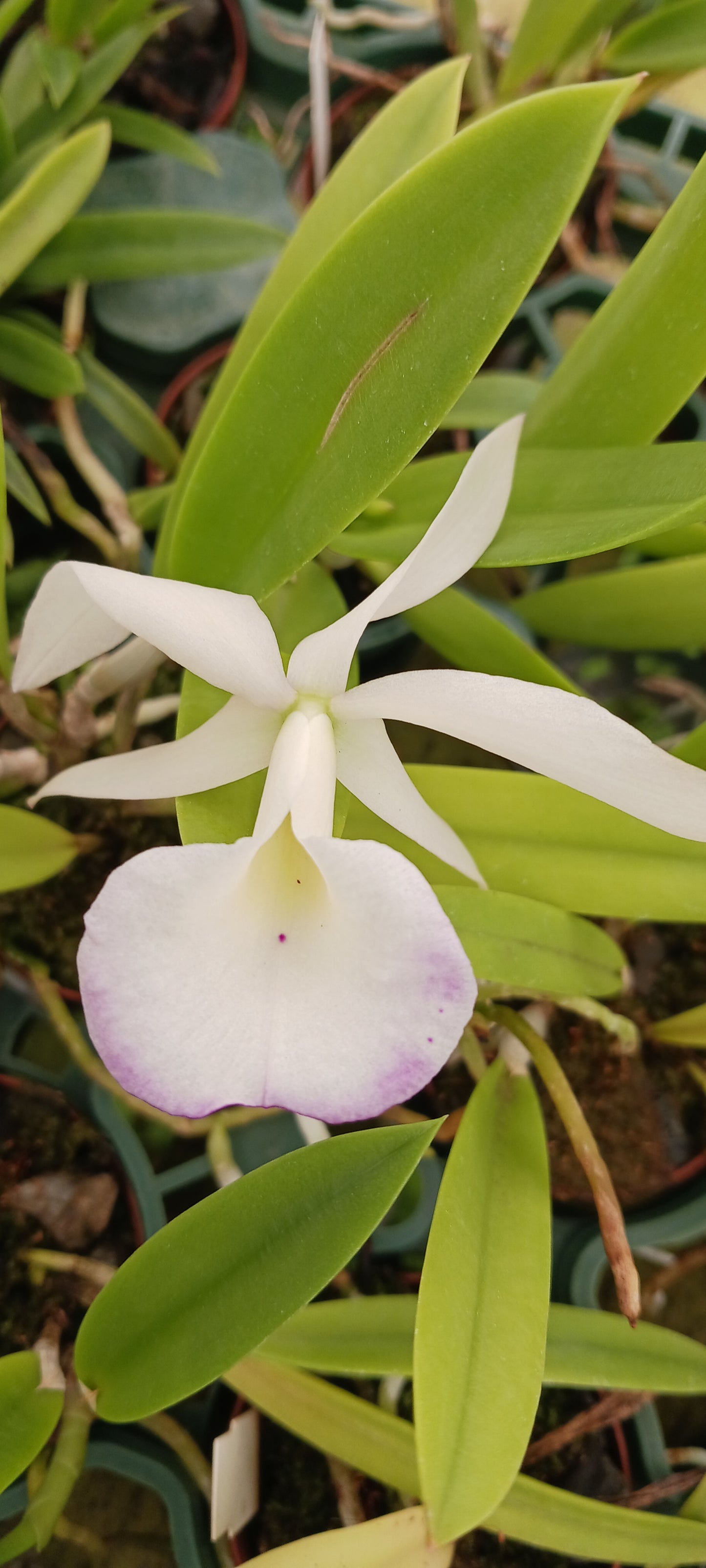 Cattleya Orpetii x B nodosa