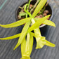 Cattleya Brassavola C Gold Star x B nodosa