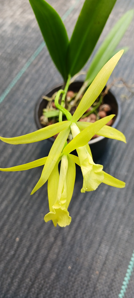 Cattleya Brassavola C Gold Star x B nodosa