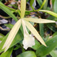 Cattleya Brassavola C Gold Star x B nodosa