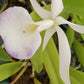 Cattleya Orpetii x B nodosa