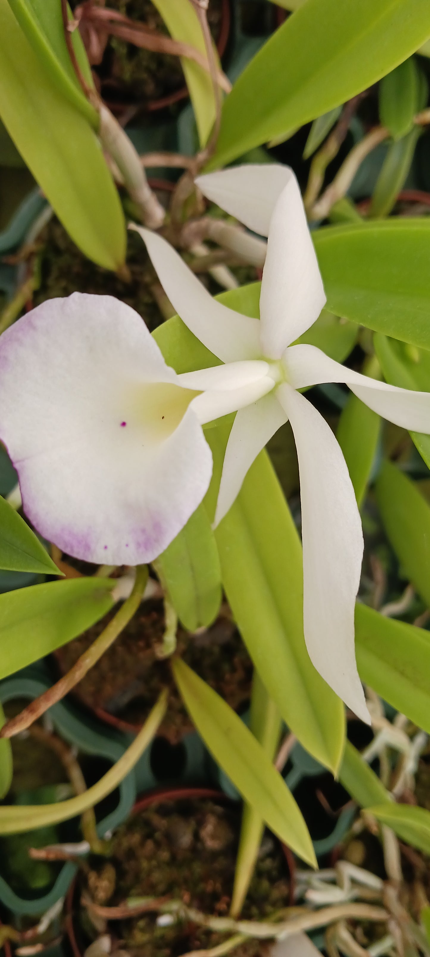 Cattleya Orpetii x B nodosa