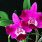 Orchid Cattleya Brassavola C. Orpeti x (C. Mini Song x Bl. Richard Mueller) in 2"pot