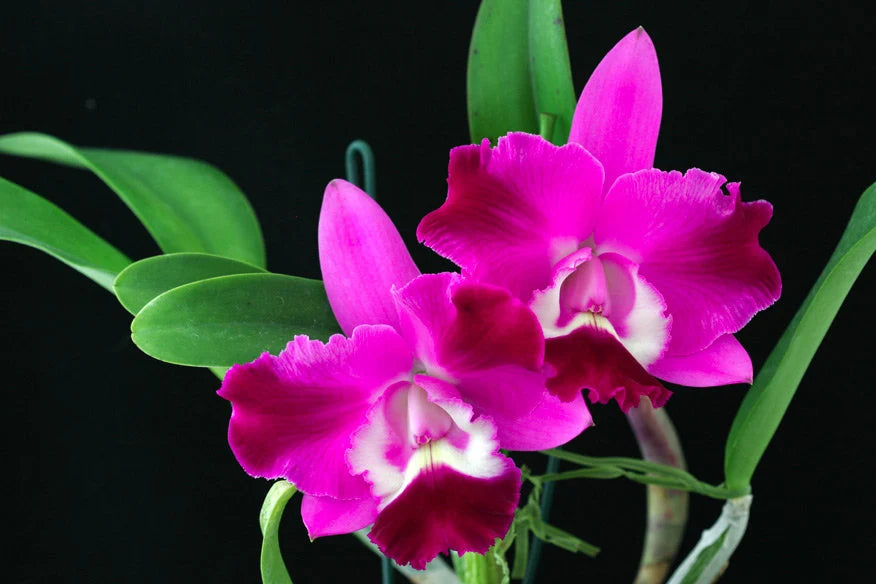 Orchid Cattleya Brassavola C. Orpeti x (C. Mini Song x Bl. Richard Mueller) in 2"pot